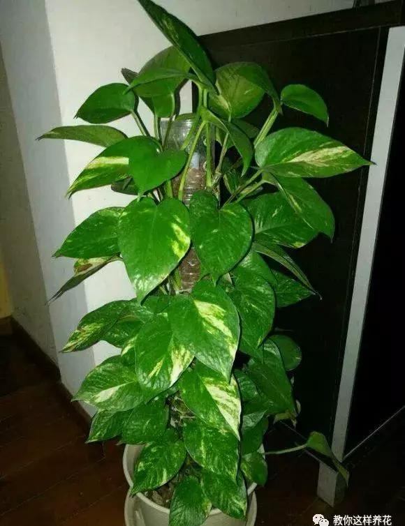 塑料瓶加点树皮，垒起来养成了绿萝树，发疯猛长叶宽20厘米！