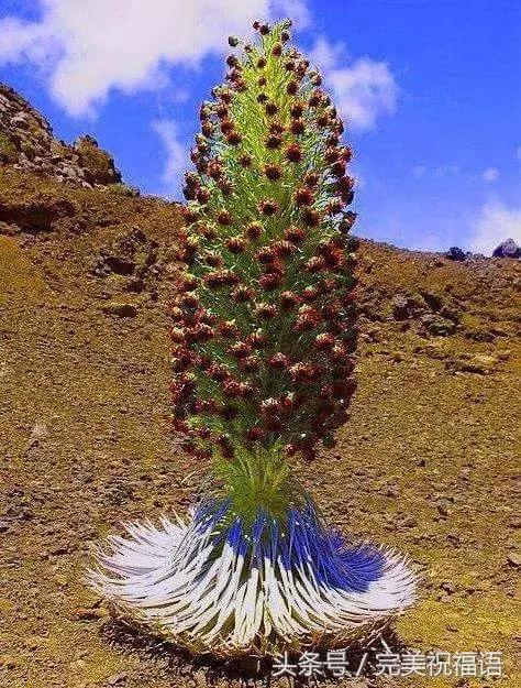 会动的视觉图片14张,会动的图片21张太美了