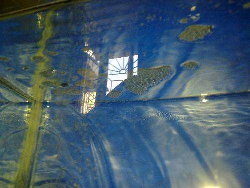 鱼缸出现油膜用什么鱼清理,鱼缸水面有油膜和气泡怎么办