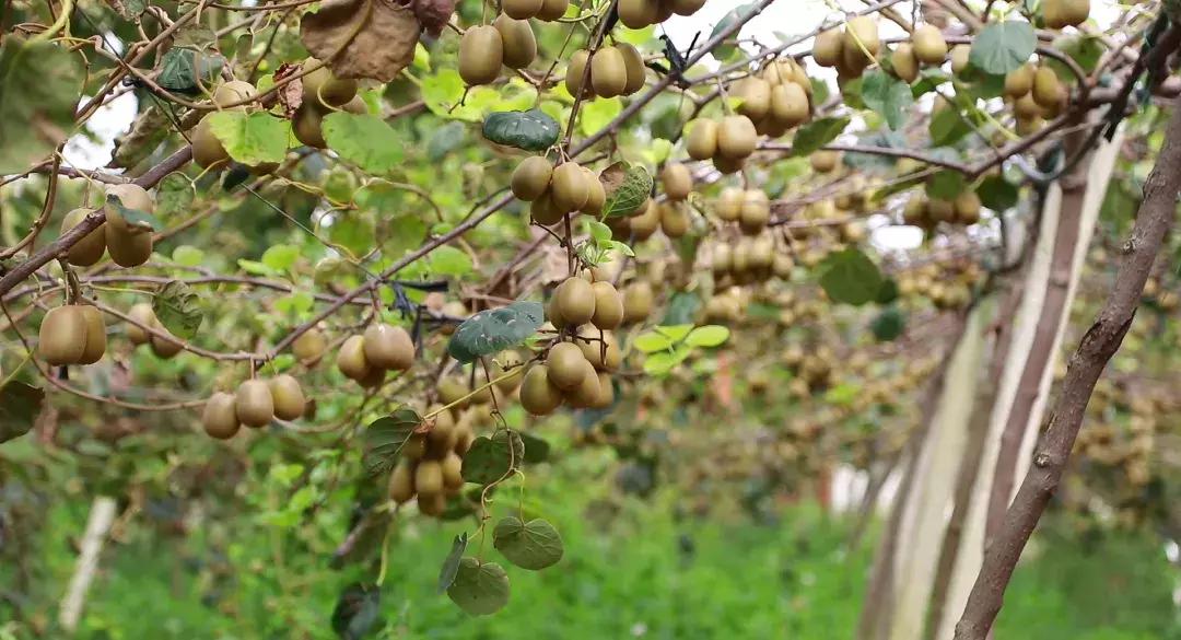 成都邛崃藏在深山中的世外桃源,成都邛崃最值得去的地方