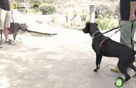 哈士奇训犬秘籍,训犬的100个技巧