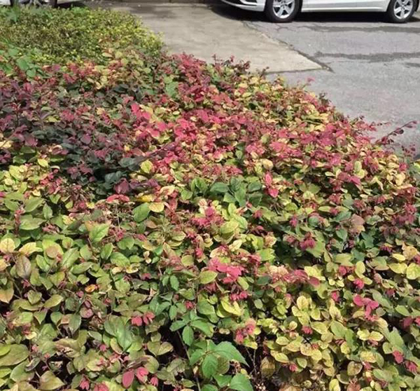 红花檵木花蔫了怎么补救,红花檵木叶子有锈斑怎么处理