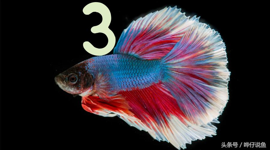 观赏鱼正确的养法图解,观赏鱼喂食换水最佳时间