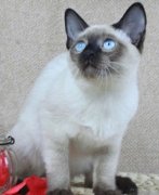 猫狗绝育手术的利弊好坏