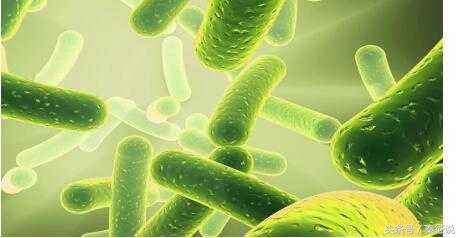 瑞典益生菌效果怎么样,瑞典biogaia益生菌作用