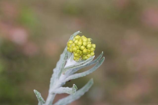 棉花粿潮汕特色小吃,潮汕美食让人无法抗拒