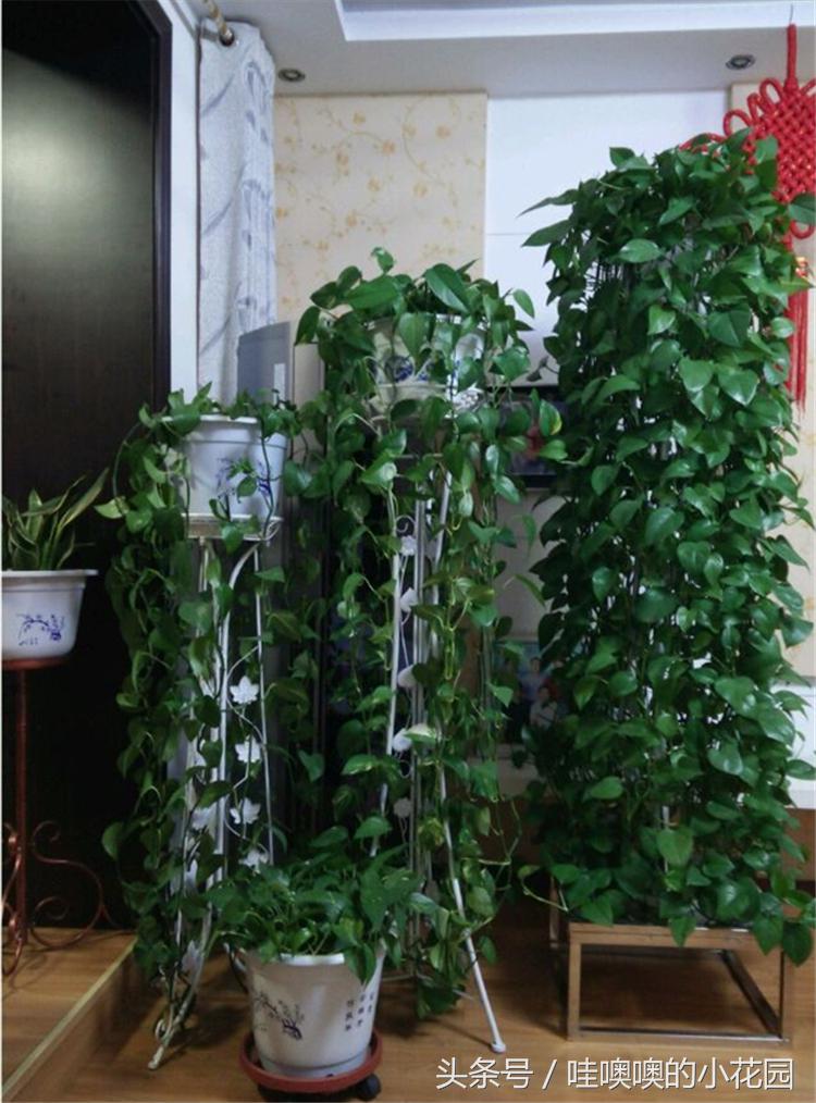 绿萝树叶子发黄耷拉,绿萝叶子与枝条发黄还能缓过来吗