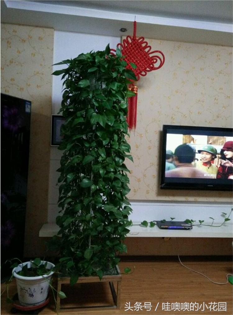 绿萝树叶子发黄耷拉,绿萝叶子与枝条发黄还能缓过来吗