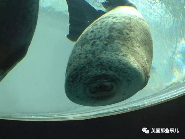 没有干劲的废柴海豹，只要心中有床，在哪里都可以豹睡个爽啊……