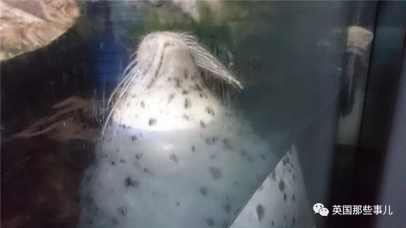 没有干劲的废柴海豹，只要心中有床，在哪里都可以豹睡个爽啊……