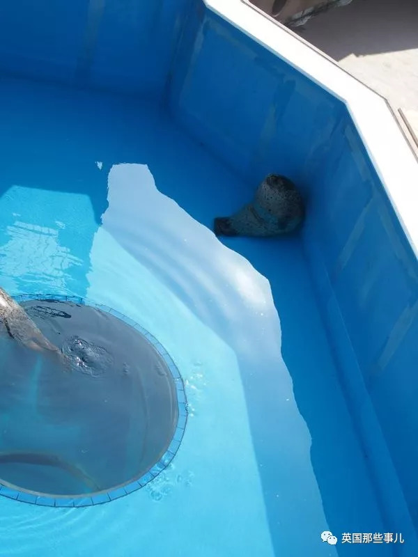 没有干劲的废柴海豹，只要心中有床，在哪里都可以豹睡个爽啊……