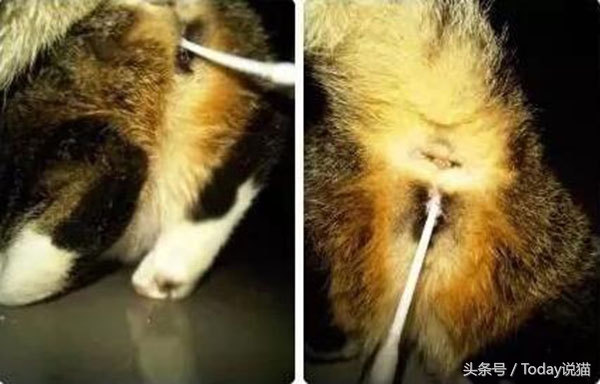 什么叫棉签大法,棉签大法原理