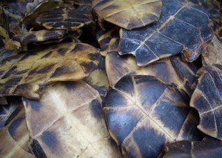 鳖甲胶与龟甲胶一样作用吗,龟甲胶真的有功效吗