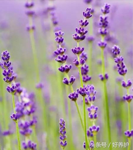 南方适合种什么品种的衣草,薰衣草品种及图片欣赏大全