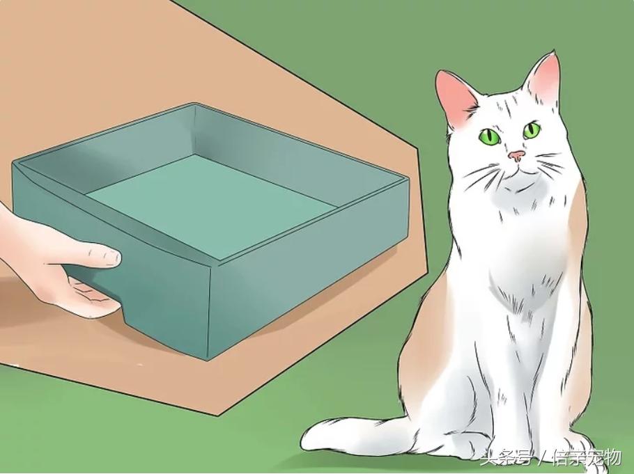 怎样锻炼猫咪使用猫砂盆,怎样训练猫咪用猫砂盆