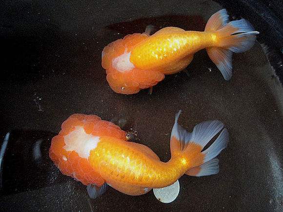 开个金鱼店赚钱吗,广州怎么开金鱼店