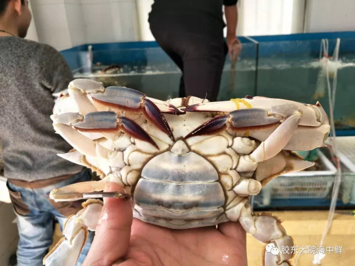 烟台螃蟹怎么选,烟台挑选螃蟹有绝招