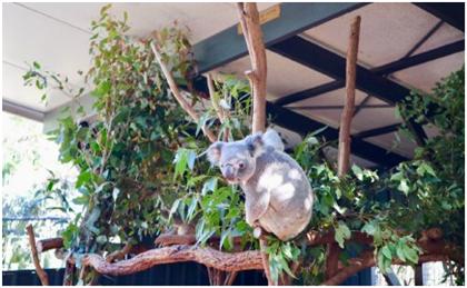 布里斯班游一游之龙柏考拉动物园,超棒澳洲住宿推荐