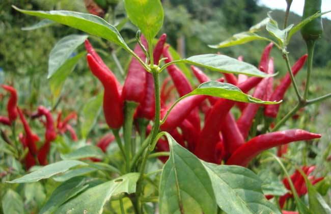 辣椒炭疽病的发病原因及防治措施