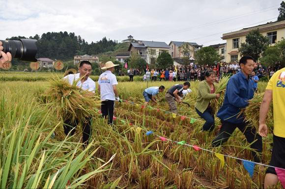 中国农民丰收节江苏省主会场,2019中国农民丰收节系列