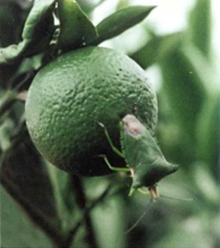 农业害虫臭屁虫,放屁虫怕什么怎么才能消灭它