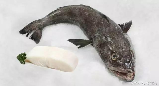 长钩柄鱼钩钓鲫鱼,长绳排钩钓鱼怎么钓鲫鱼