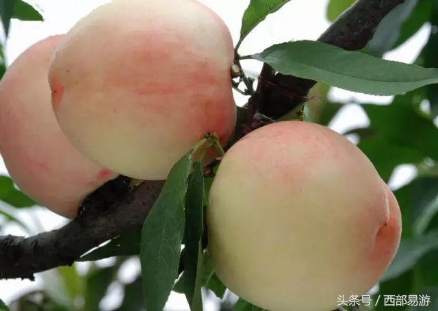 长沙特产送人一览表,上海特产必买清单一览表