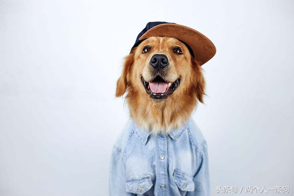 为什么5个月的金毛体味那么大,怎样给金毛狗除体味