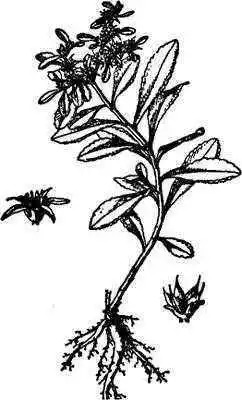 百草园食补养生,百草园二十种草药