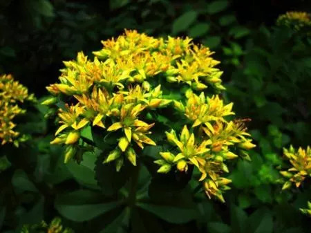 百草园食补养生,百草园二十种草药