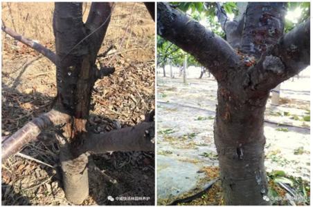 怎样预防大樱桃流胶,樱桃经常流胶怎么治疗