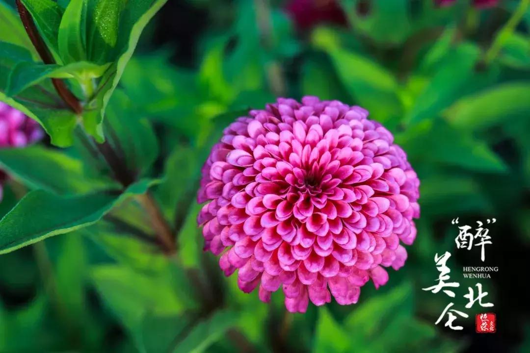 宁波花海网红打卡地,宁波镇海十七房花海