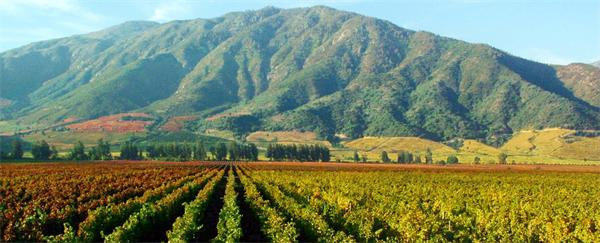 智利葡萄酒性价比排名,高性价比国产葡萄酒