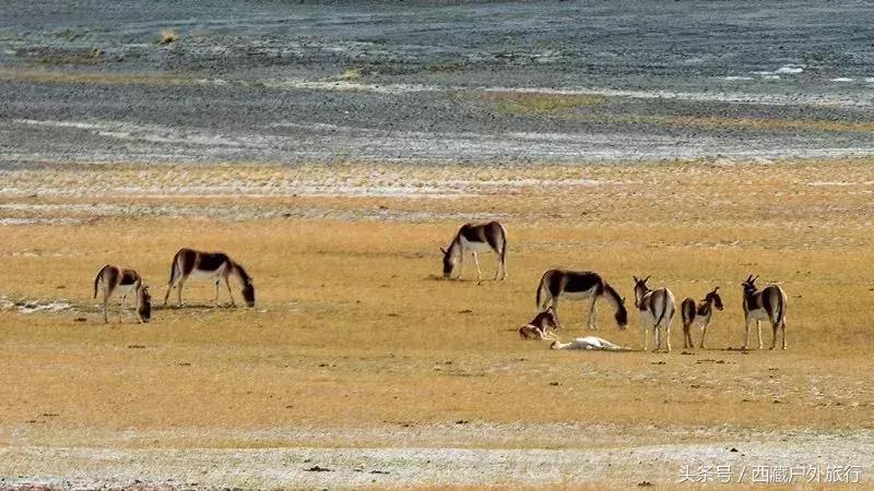 为什么阿里叫阿里地区,为什么阿里被称为拳王