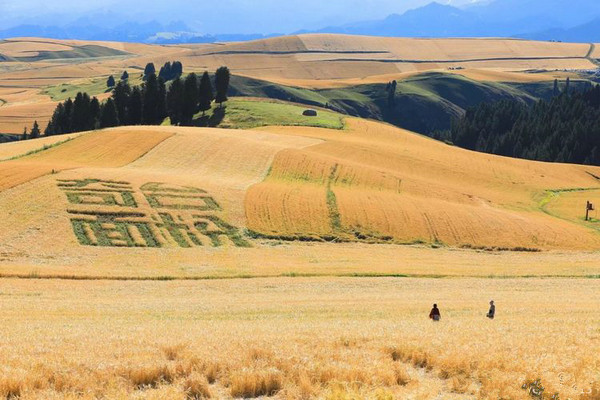 江布拉克的美景描述,风吹麦浪风景视频