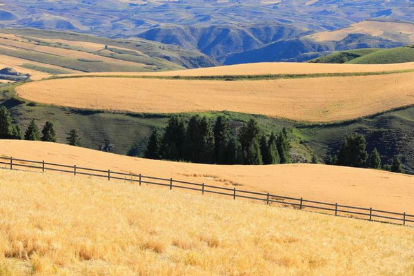 江布拉克的美景描述,风吹麦浪风景视频