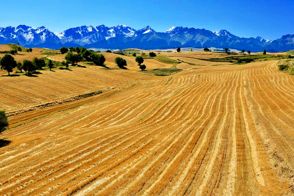 江布拉克的美景描述,风吹麦浪风景视频