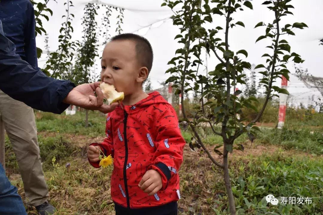 寿阳县富家沟梨儿熟了!又见梨果满枝头