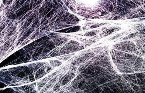 盘点世界上几种奇特的蜘蛛,蜘蛛为什么能把网织得这么好看