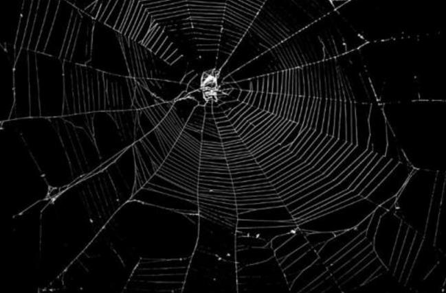 盘点世界上几种奇特的蜘蛛,蜘蛛为什么能把网织得这么好看