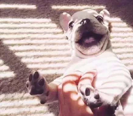 养狗必知的100条知识,24条养狗小知识都在这里了