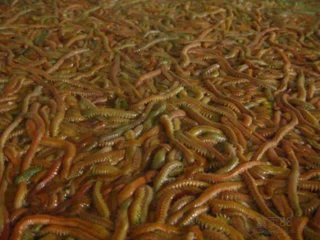 海蜈蚣用来钓鱼还是吃的,能吃的海蜈蚣