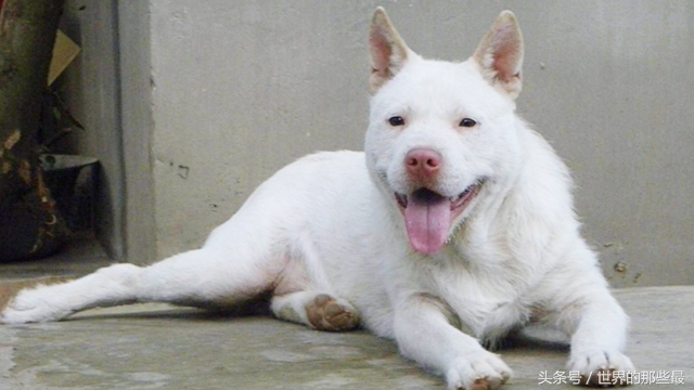 最受中国人喜爱的犬类排行,最受国人喜爱的狗