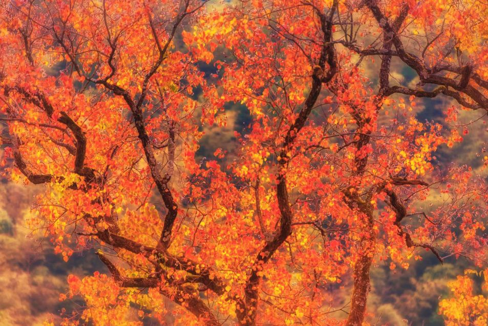 秋天的婺源篁岭,秋天的婺源有什么