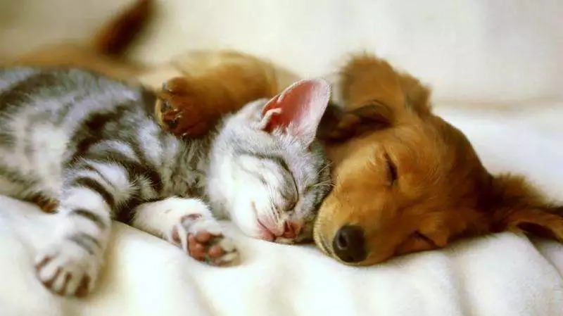 冬天衣服上都是恶心的粘毛？用这款去毛神器，轻松吸一吸，1秒扫走毛发，3秒去静电！