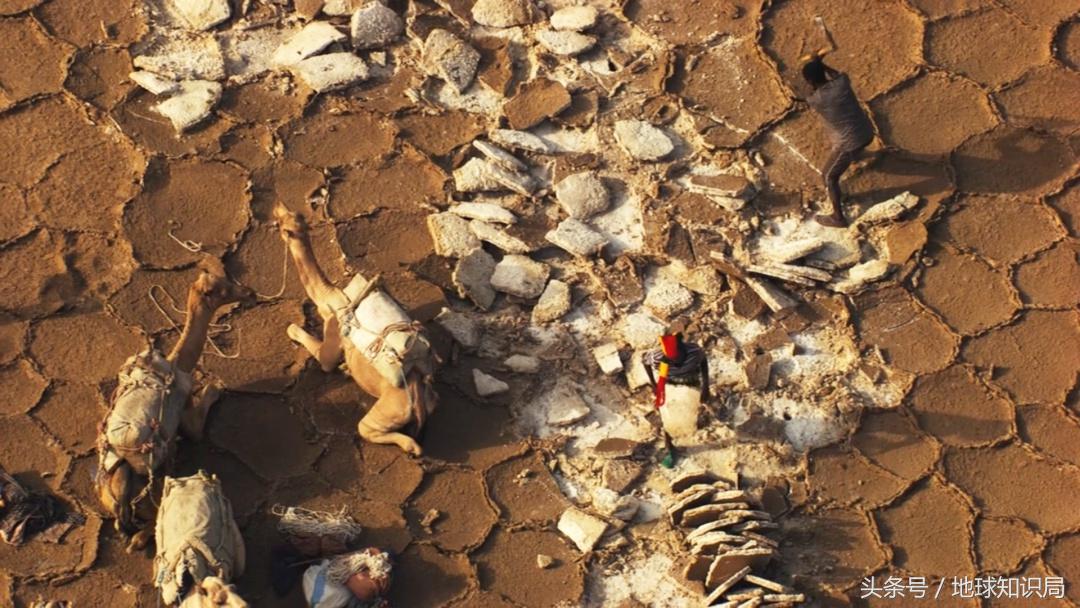 骑完骆驼再骑驴，真正的西域神兽是谁？地球知识局