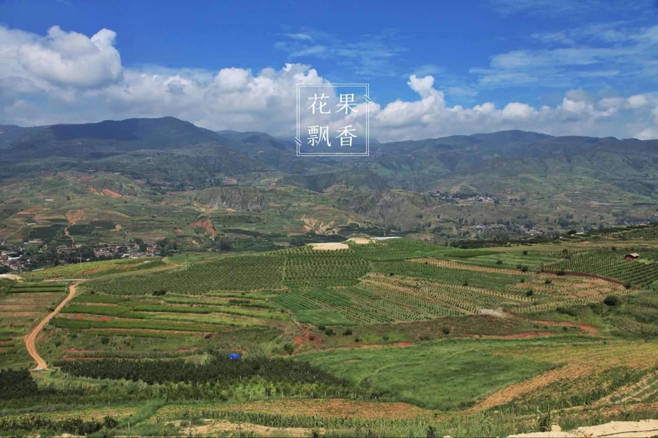 热门产业伤心事：软籽石榴的价格居然会低到2.5元一斤