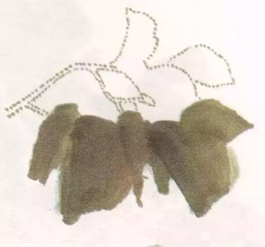 国画牡丹叶子怎样布局,国画牡丹叶子的布局