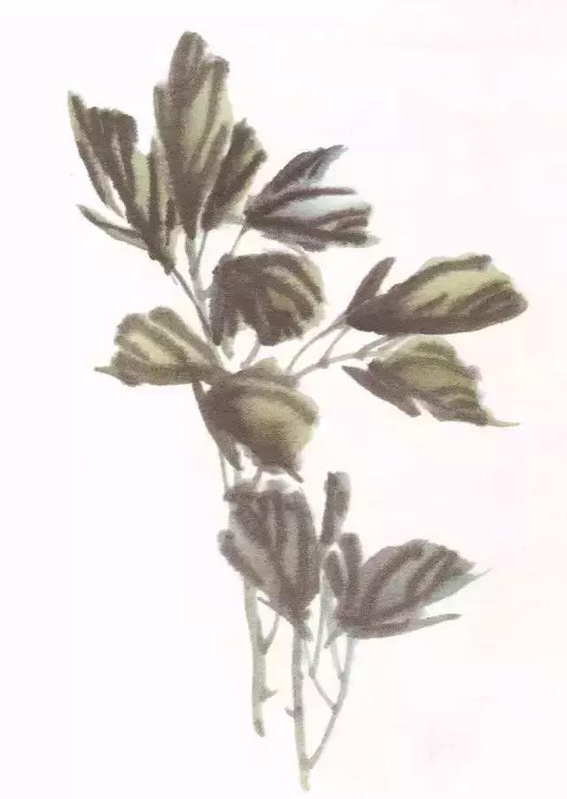 国画牡丹叶子怎样布局,国画牡丹叶子的布局