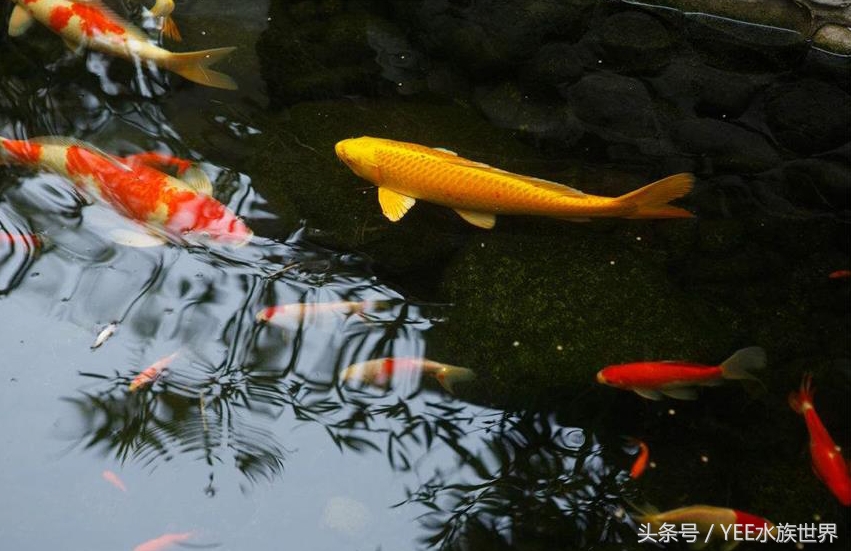 鱼缸里的”君子”排行，有遗憾，不完美